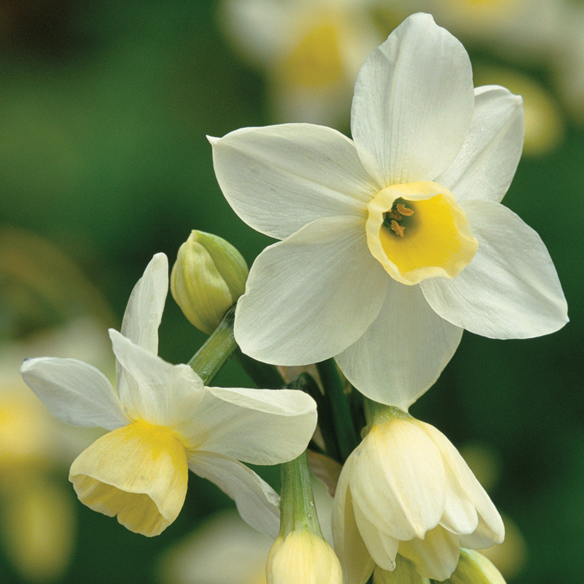Narcissus - rantamu0915。 Narcissus Rapture | John Scheepers Beauty from Bulbs