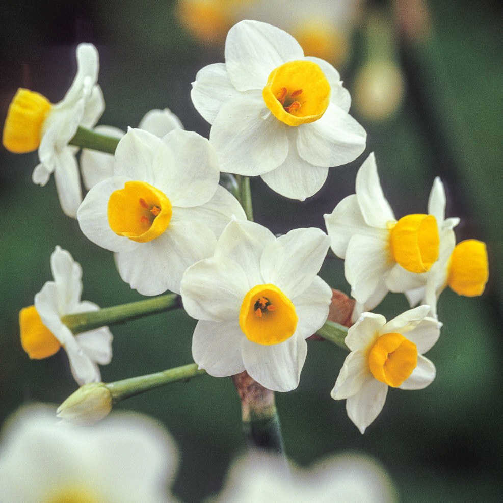 Buy Narcissus 'Avalanche' Bulbs | Multi-Headed Daffodils | Sarah Raven