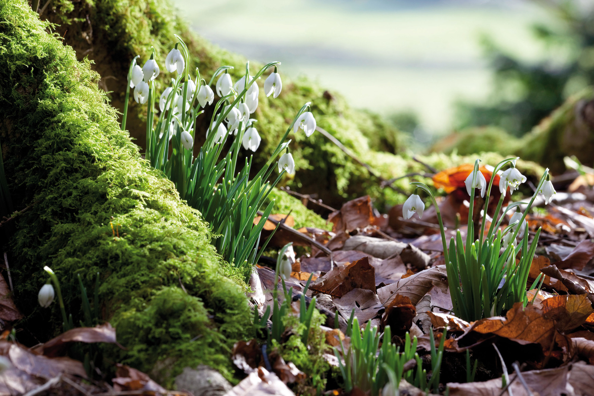 Sarah Raven Snowdrop Collection - Thumbnail 3