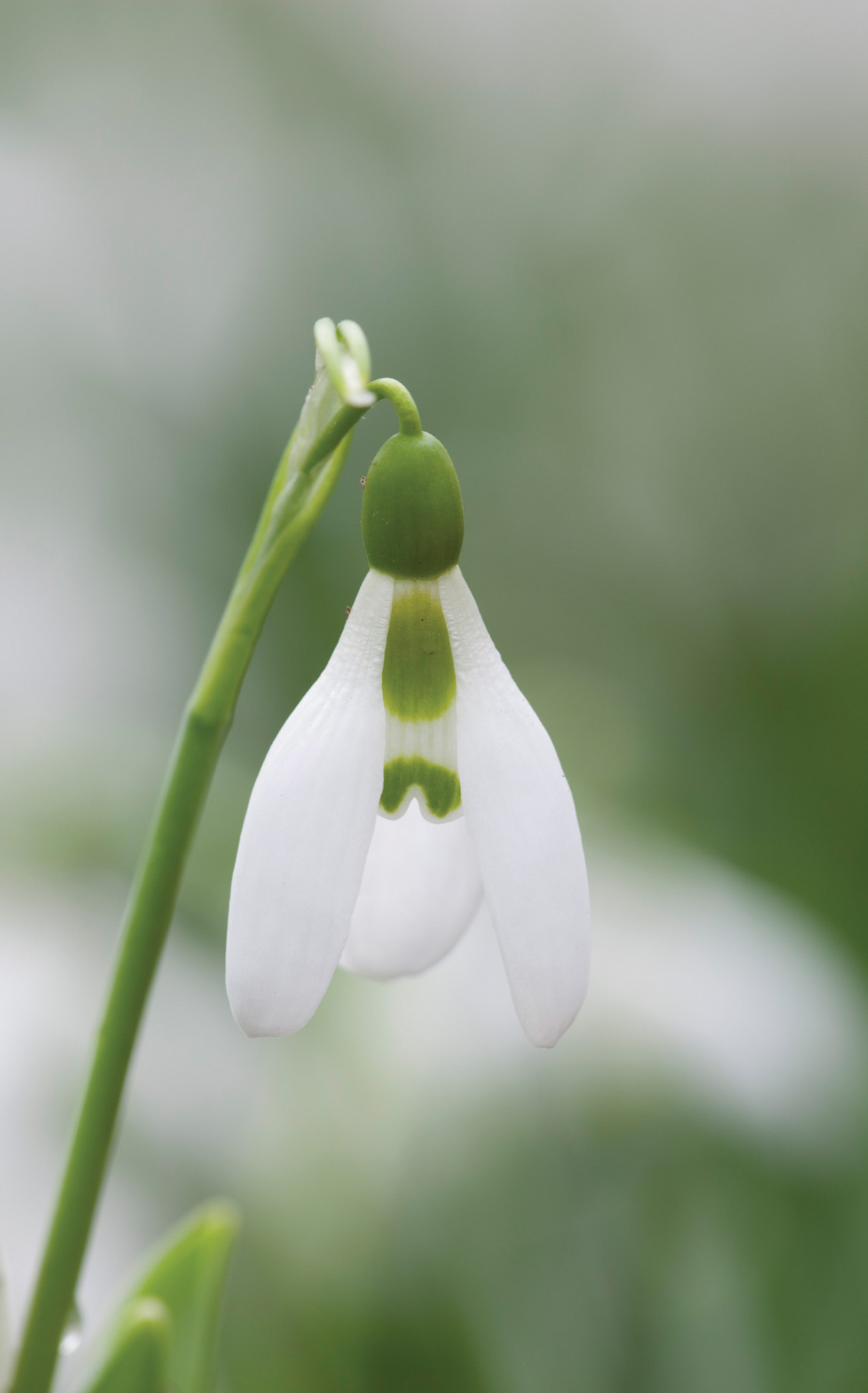 Sarah Raven Snowdrop Collection