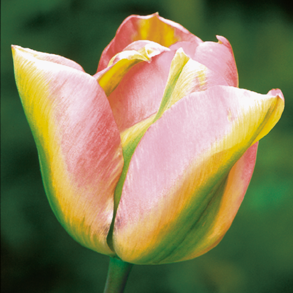 Super Perennial Tulip Mix | Sarah Raven