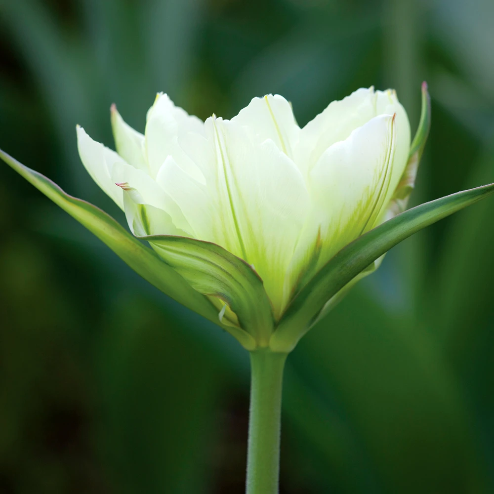 Tulip White Emperor