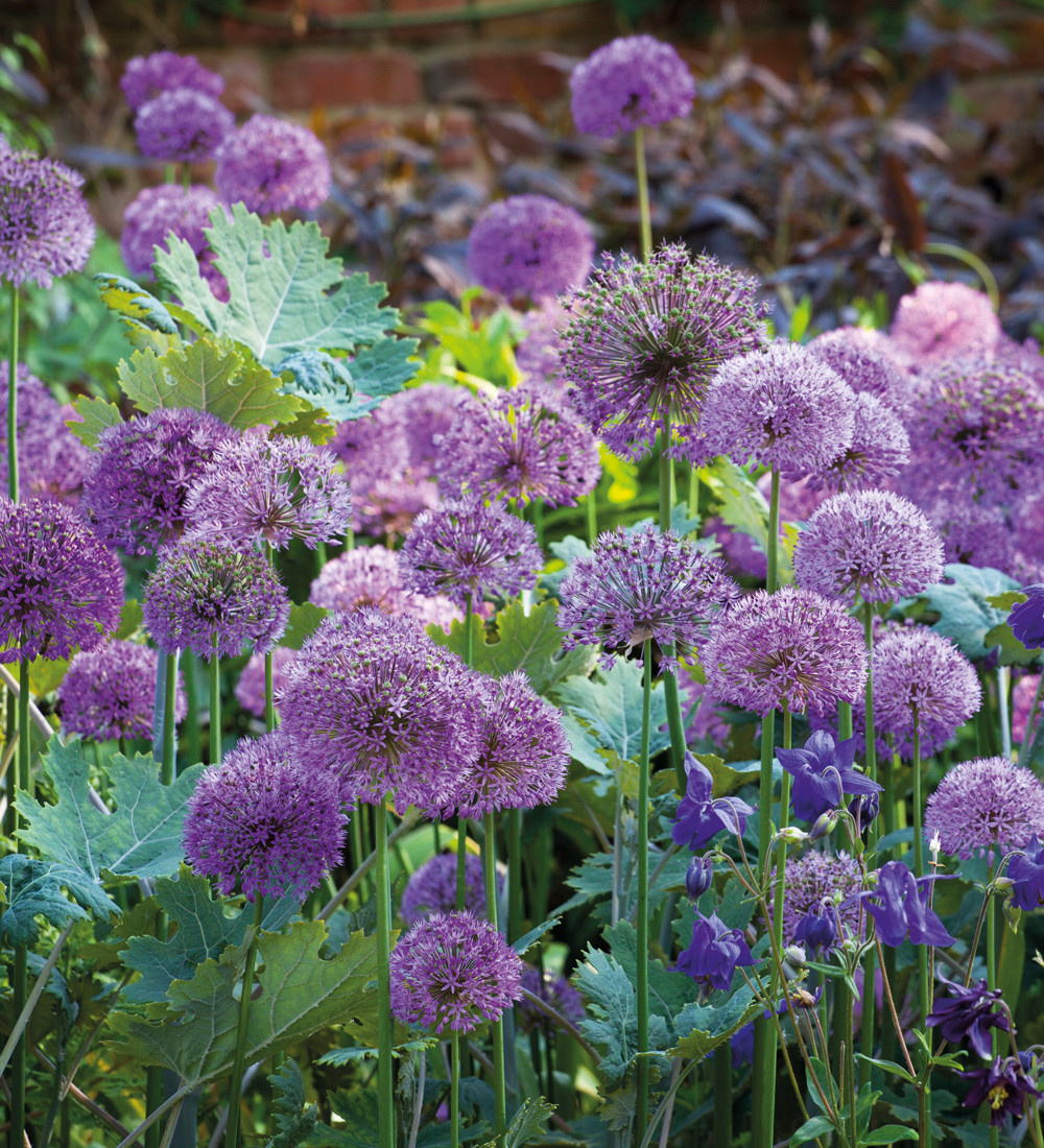 Allium Collection | Allium Hollandicum Mix | Sarah Raven