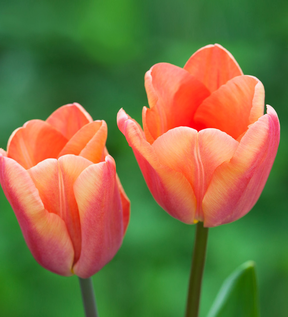 Tulip 'Apricot Foxx' | Sarah Raven