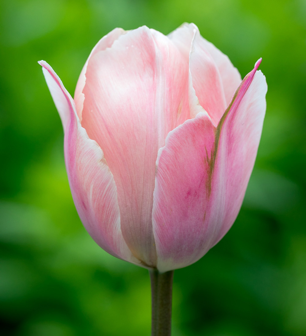 Pewter Tulip Collection | Sarah Raven
