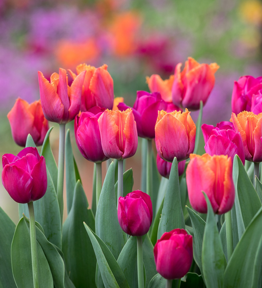 tulip様　ミンクファー　✳️350個 tulip様 ミンクファー ✳️350個 【公式通販】