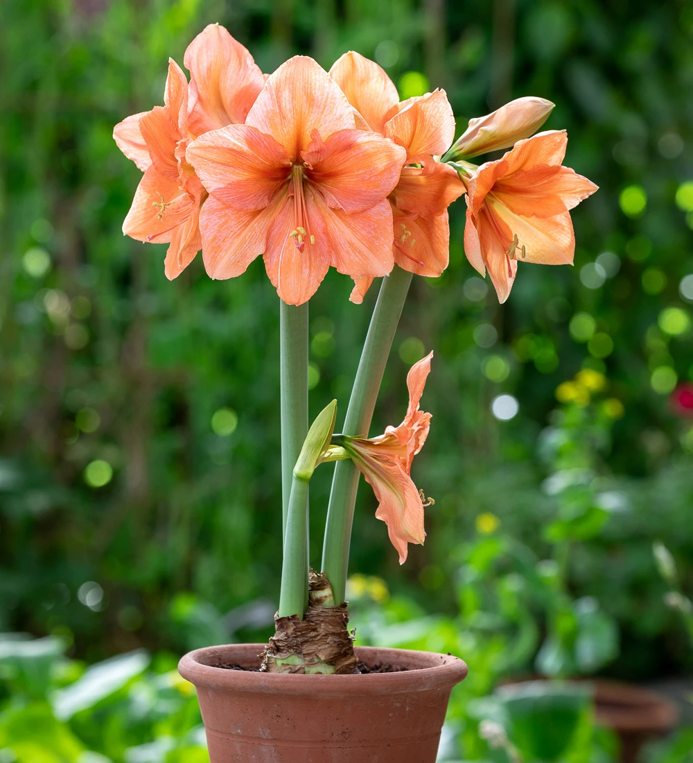 Amaryllis Rilona Bulbs Uk
