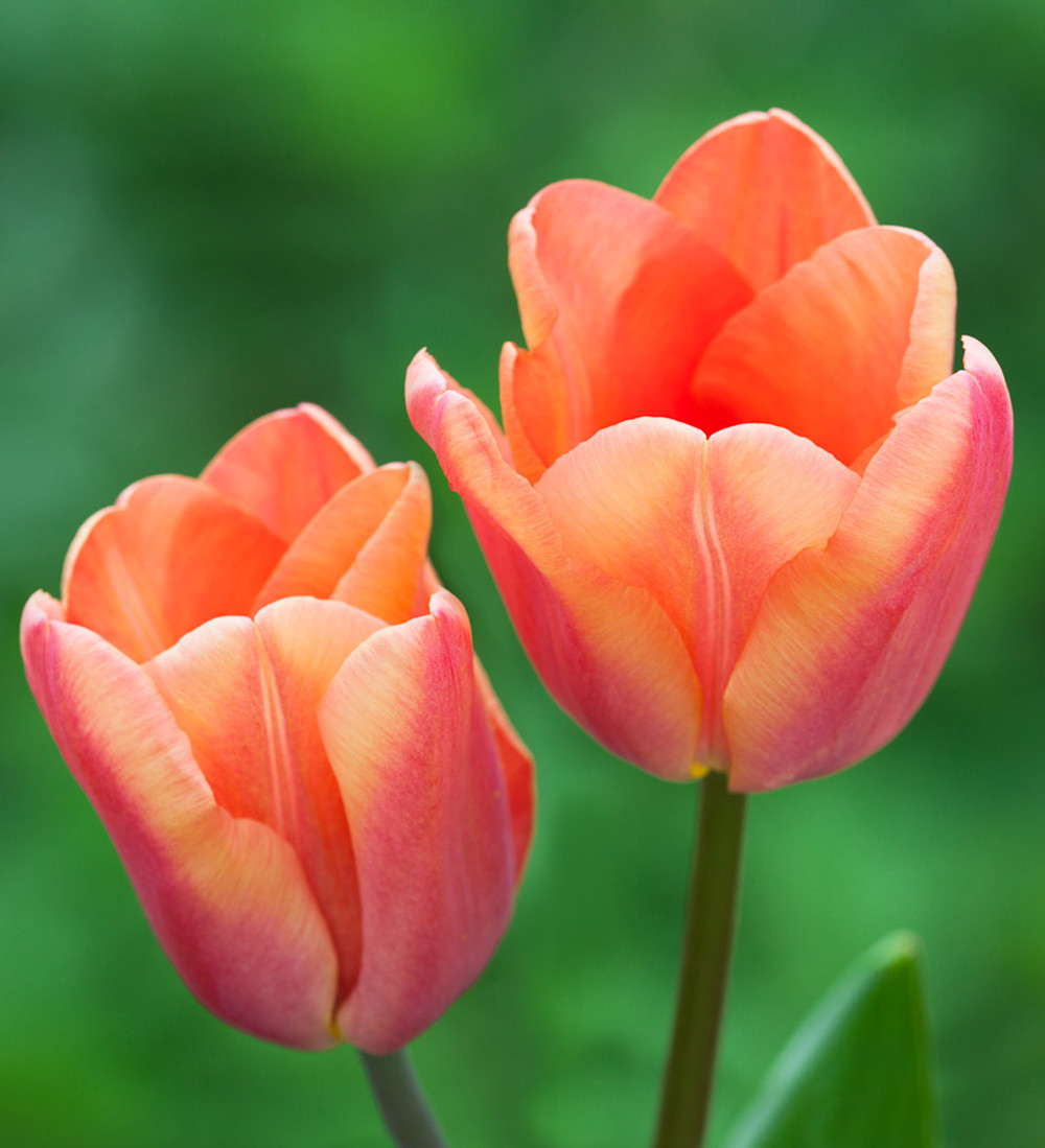 tulip様　ミンクファー　✳️350個 tulip様 ミンクファー ✳️350個 【公式通販】