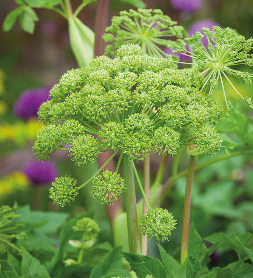 Buy Angelica Archangelica | Garden Angelica | Sarah Raven