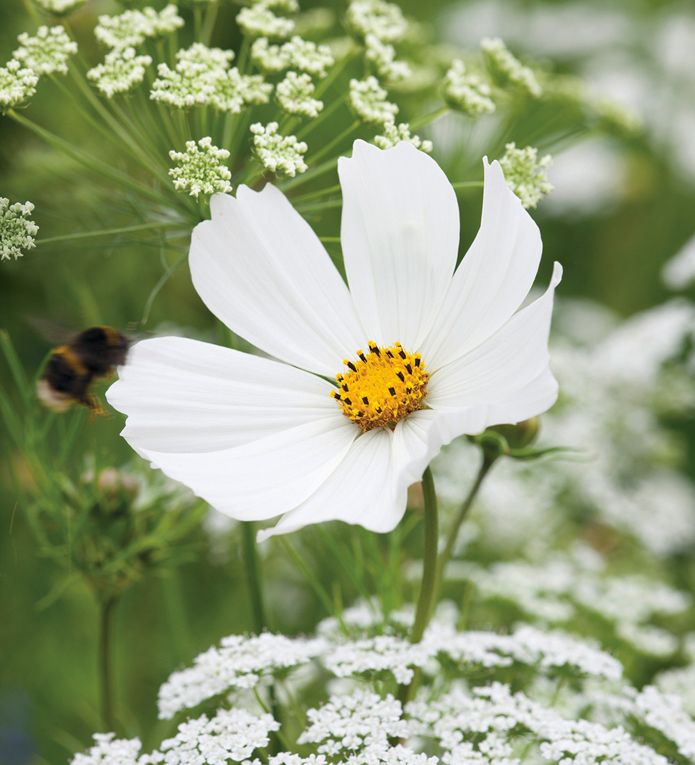 IVY MY COSMOS S 3点セット How to Explore the Cosmos From Your Own Backyard