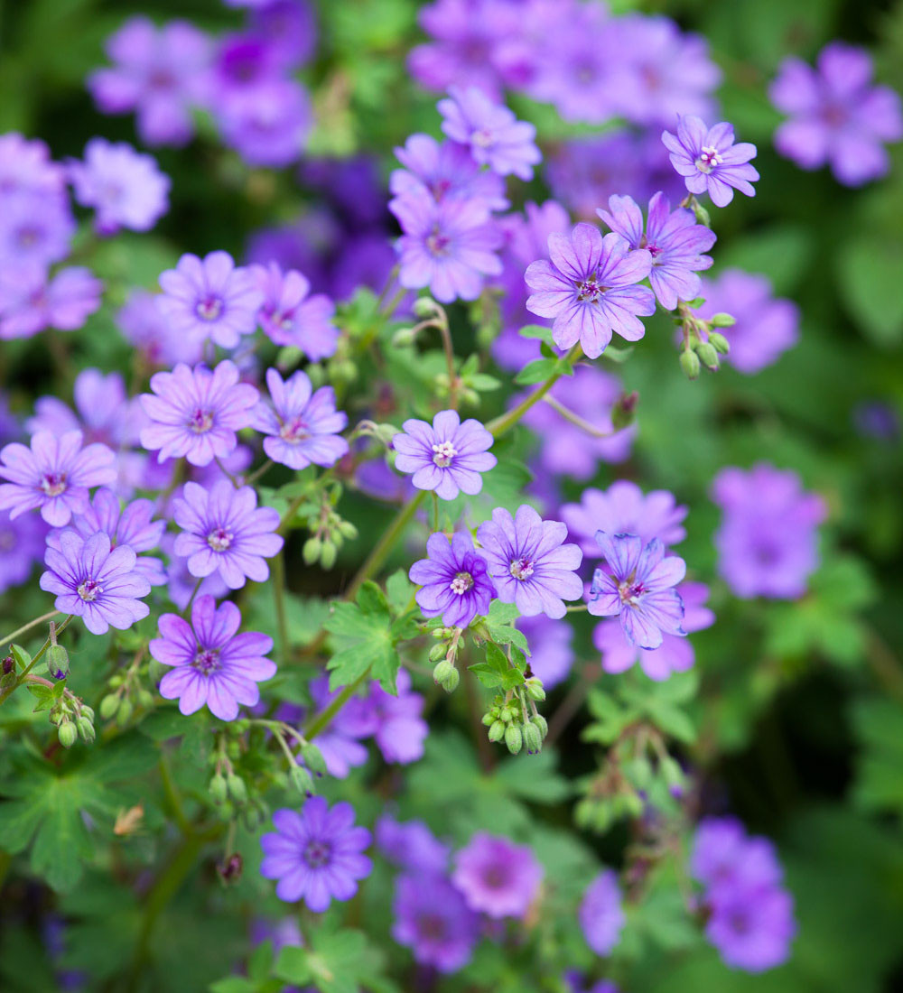 Geranium pyrenaicum 'Bill Wallis' Sarah Raven
