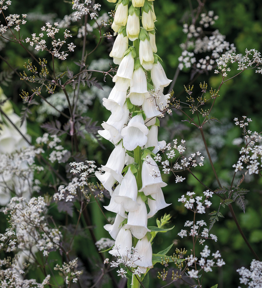 White foxglove Digitalis purpurea f. albiflora