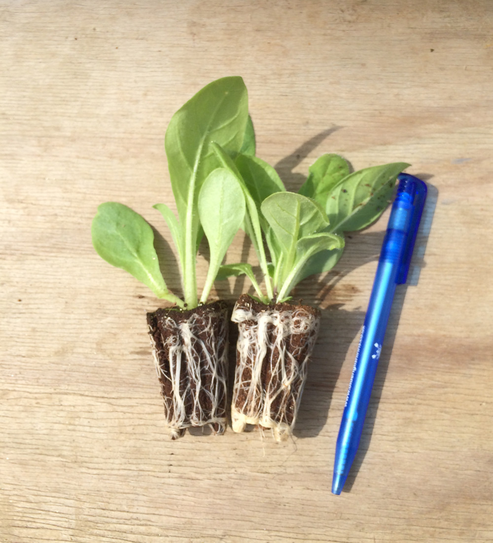 tobacco plug plants uk Buy Nicotiana Sylvestris 'Only The Lonely' | Tobacco Plant