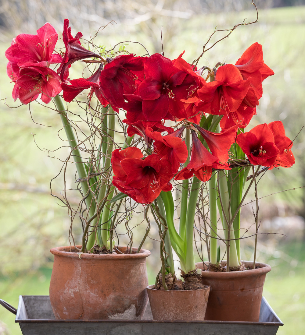 Buy Christmas Amaryllis Collection | Sarah Raven