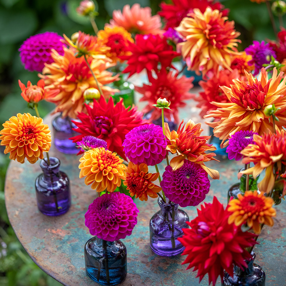 Dahlia Day | Perch Hill Courses | Sarah Raven