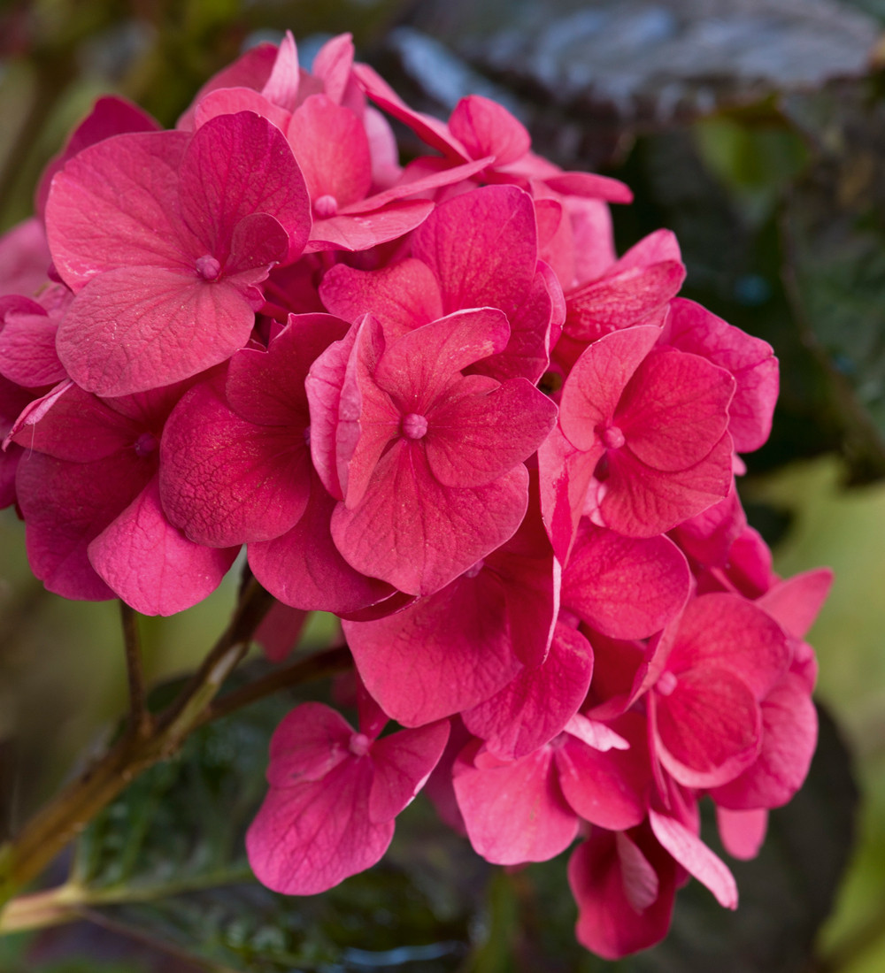 スポーツトイ・アクショントイ Hydrangea Cattleya / Fervent Red Buy Hydrangea macrophylla 'Merveille Sanguine' | Sarah Raven