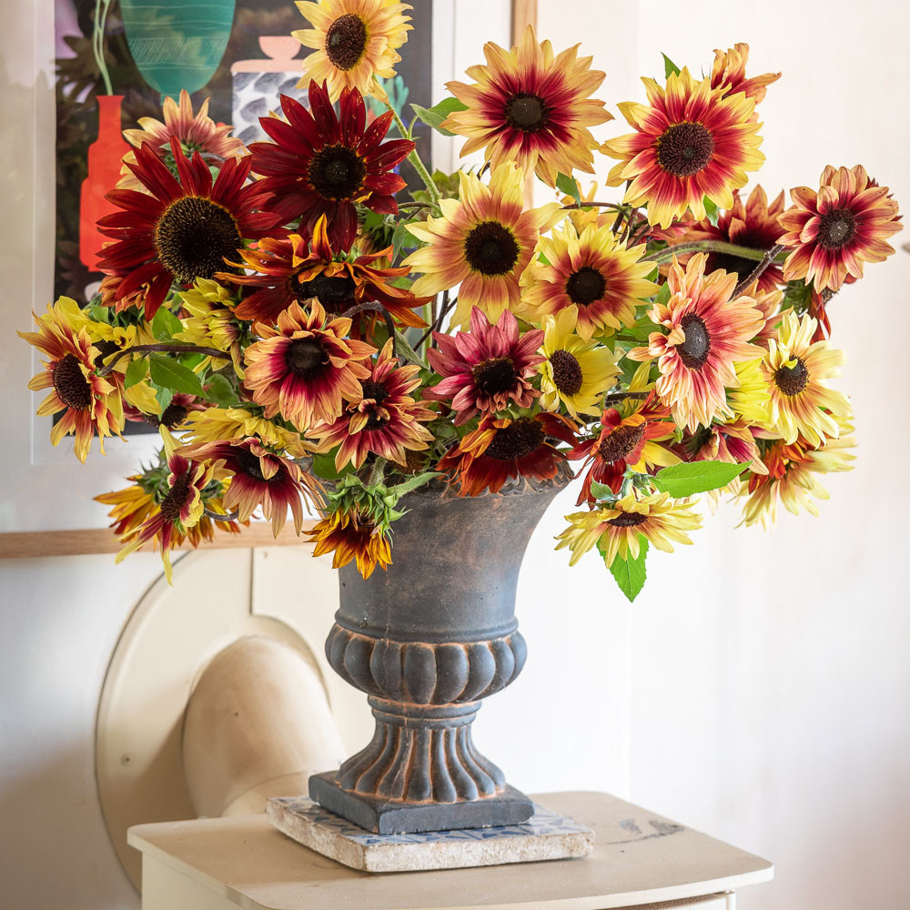 Vintage Sunflower Mix | Sunflower Seeds | Sarah Raven