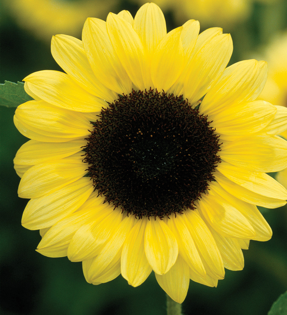 Vintage Sunflower Mix | Sunflower Seeds | Sarah Raven