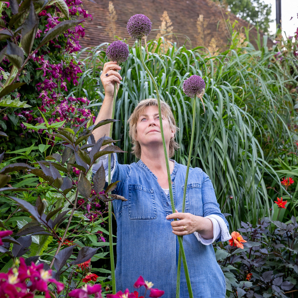 Buy Allium stipitatum 'Summer Drummer' | Tall Alliums | Sarah Raven