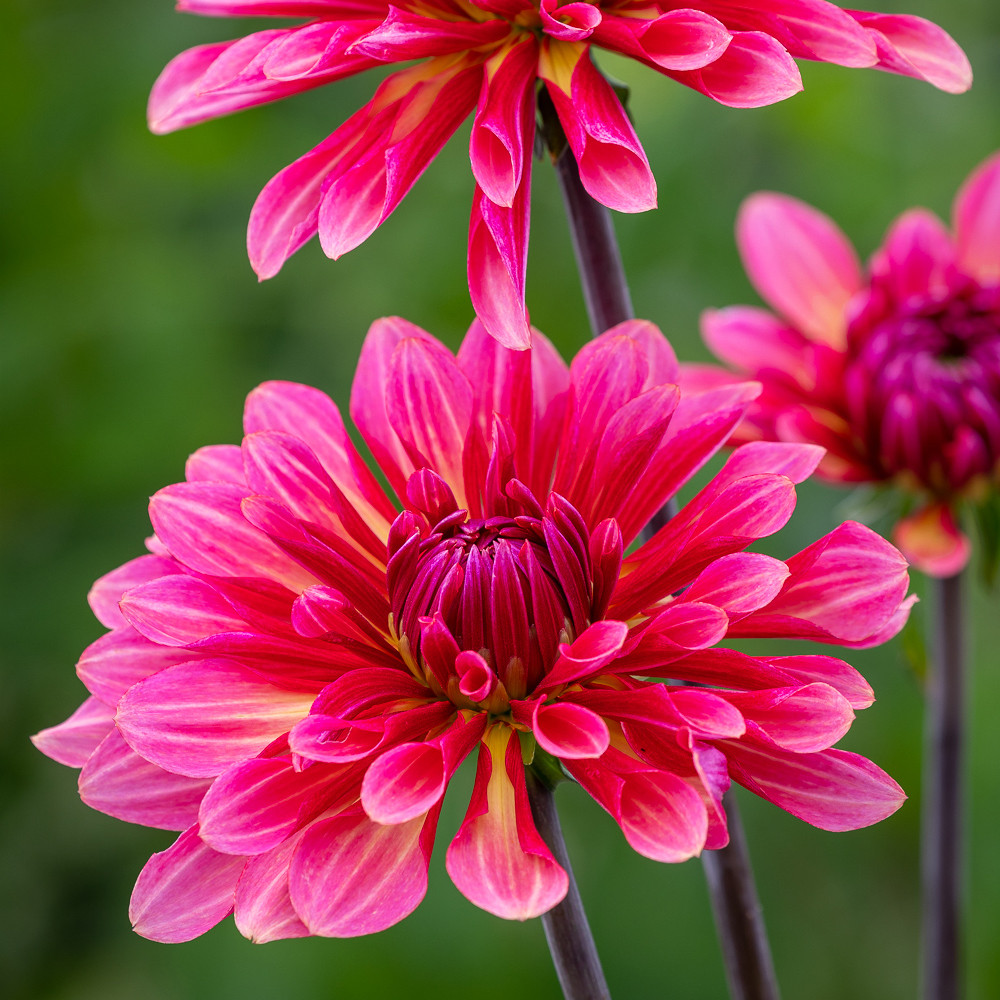 DAHLIAღ Buy Dahlia 'Misses Dutch' Tubers | Semi-Cactus Group Dahlias