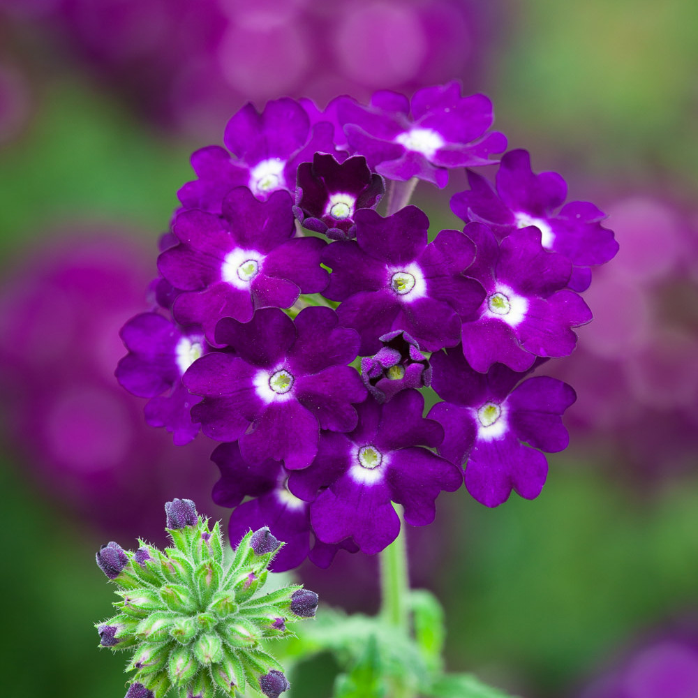 Purple Nights Collection | Verbena & Dahlia Plants | Sarah Raven