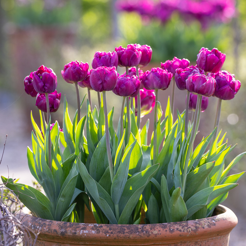 Glorious Tulips Tovaglioli Di Carta 33x33 Cm | 20 Pezzi 3 Strati | Motivo Floreale Tulipani Colorati | FSC E Sostenibili | Perfetti Per Pasqua, Primavera E Feste