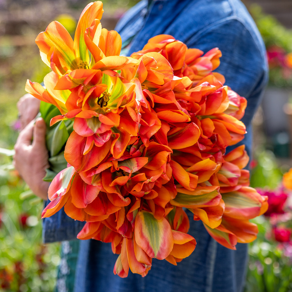 Buy Tulip 'Orange Marmalade' | Orange Viridiflora Tulip | Sarah Raven