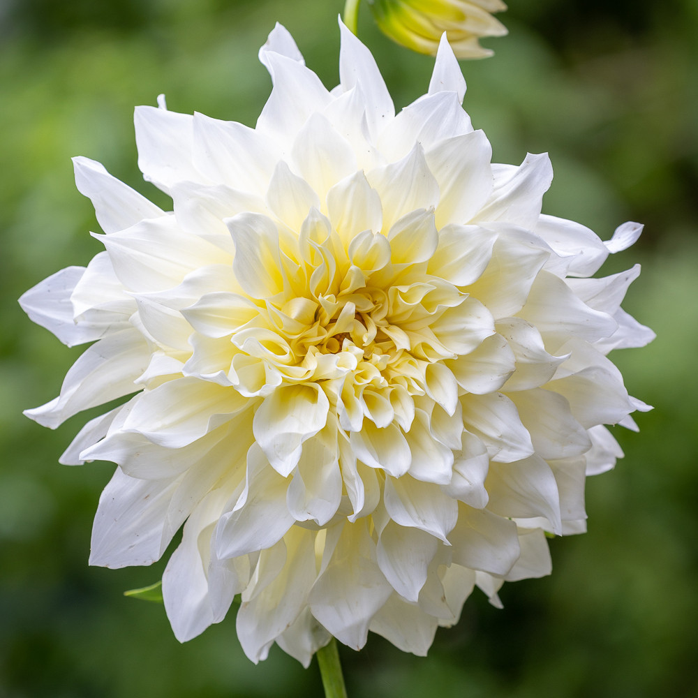 Buy Dahlia 'Café au Lait Supreme' | White Decorative Group Dahlia