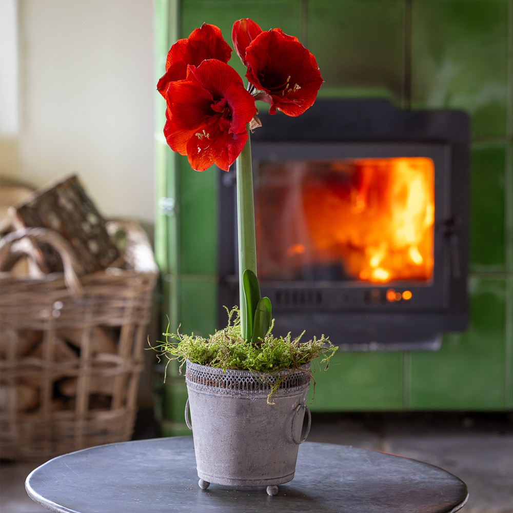 Buy Amaryllis in Zinc Lattice Pot | Potted Amaryllis | Sarah Raven