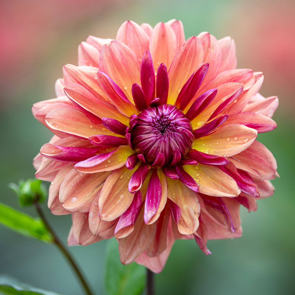 Buy Dahlia 'Klara Zak' from Sarah | Exclusive to us | Sarah Raven