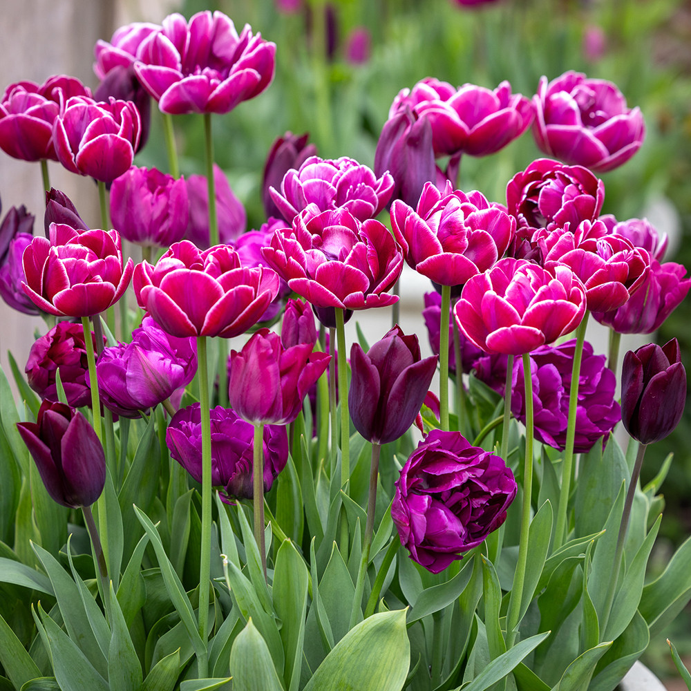 Buy I'm Going to Glyndebourne Tulip Mix | Tulip Mix | Sarah Raven
