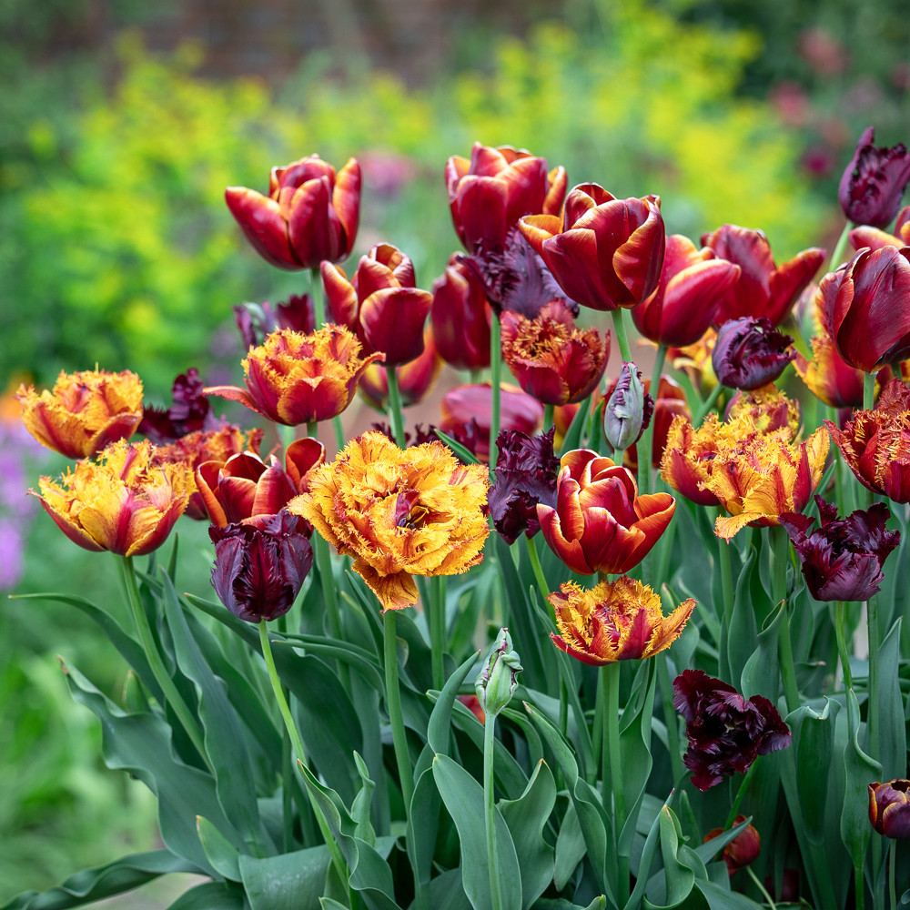 Buy Silk Brocade Tulip Mix | Tulip Collection | Sarah Raven