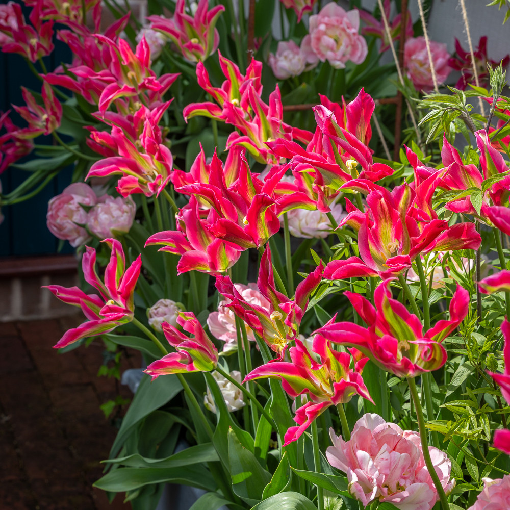 Buy Jemima's Tulip Mix | Tulip Mix | Sarah Raven