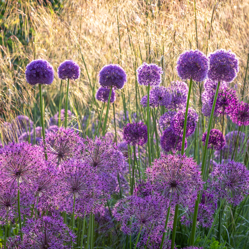 Buy Firework Border Allium Collection | Allium | Sarah Raven