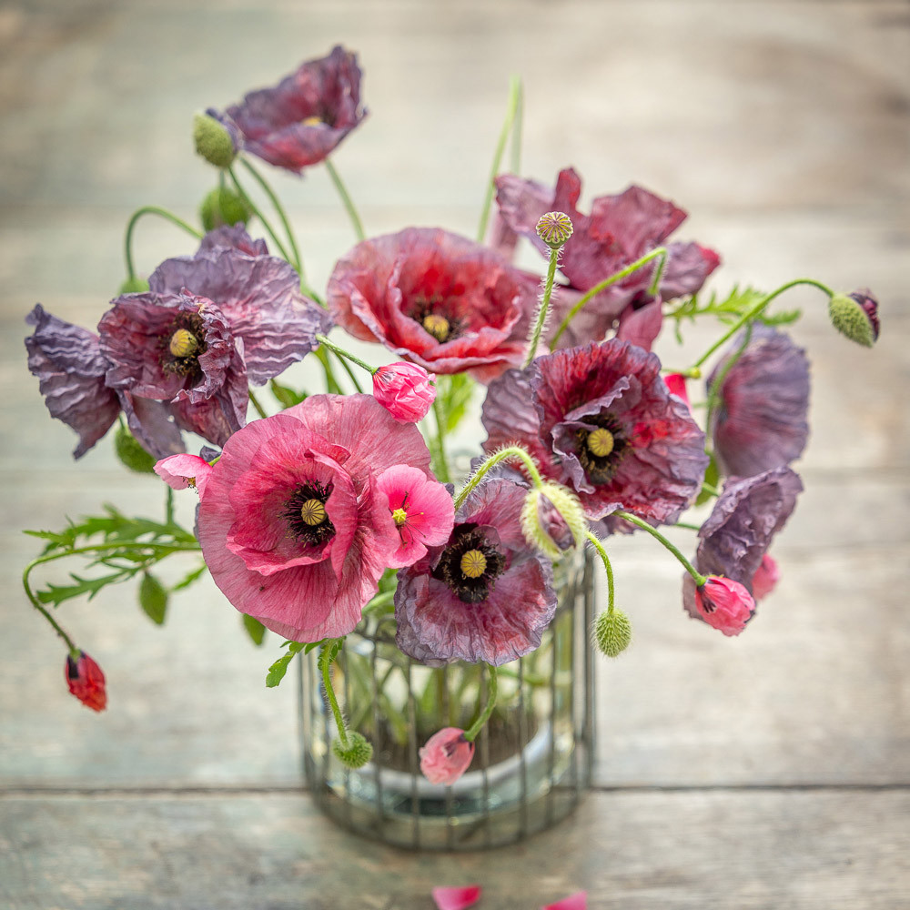 Ethereal Poppy Collection | Poppy Collection | Sarah Raven