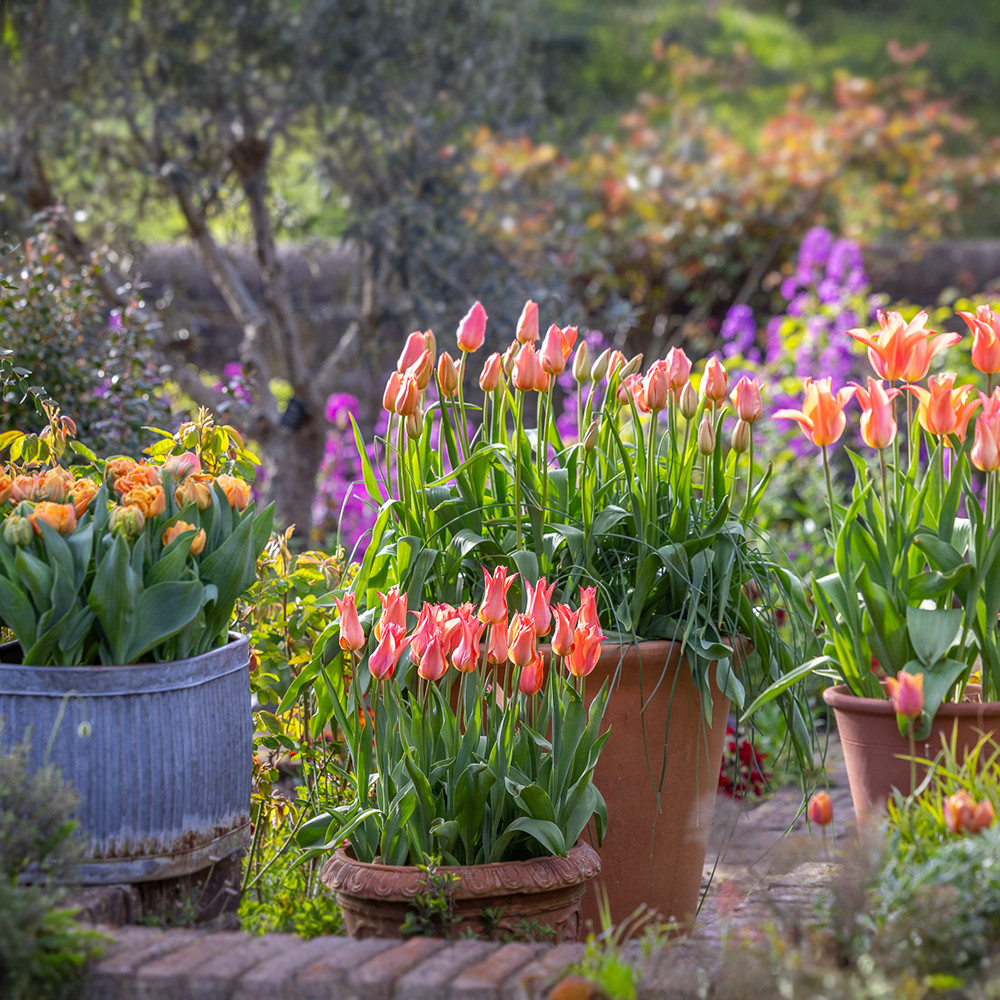 Apricot Pot Tulip Collection | Tulip Bulbs | Sarah Raven