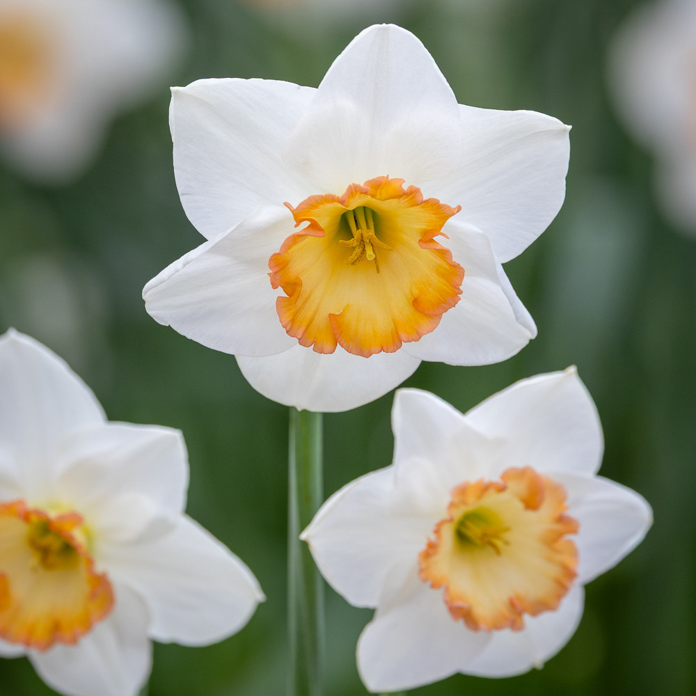 Narcissus 'Precedent' | Large-Cupped Daffodil | Sarah Raven