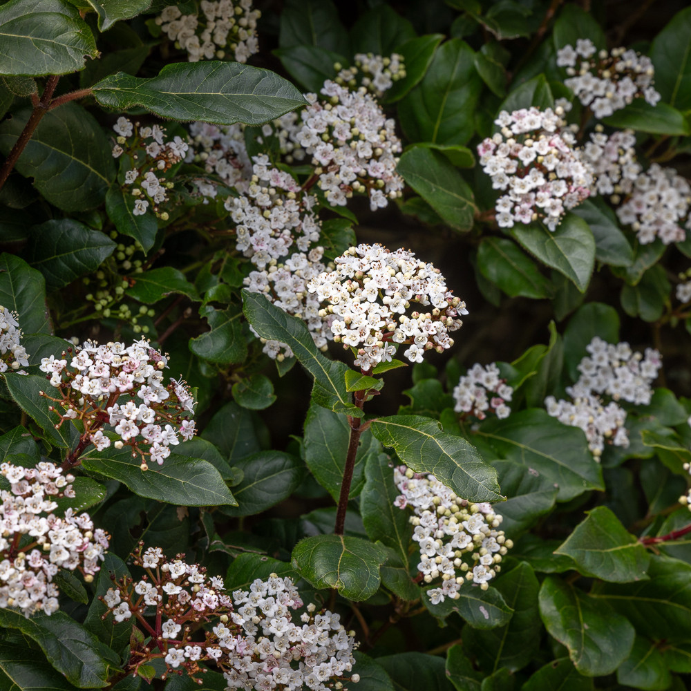 Buy Viburnum tinus | Laurustinus | Evergreen Shrubs | Sarah Raven
