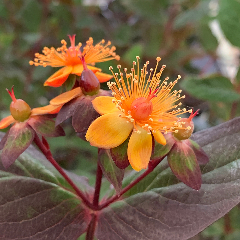 Buy Hypericum x inodorum 'Magical Universe' | Shrubs | Sarah Raven