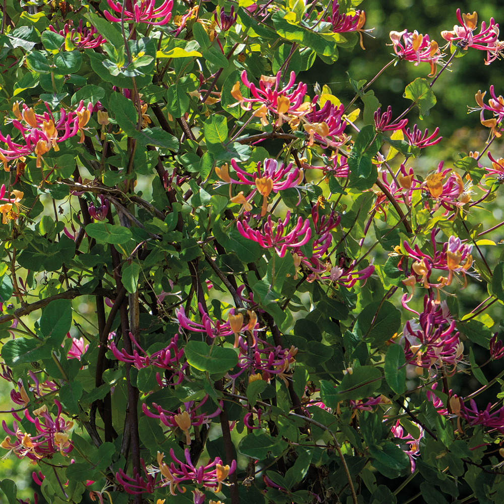 Buy Lonicera  heckrottii 'Gold Flame' | Honeysuckle | Sarah Raven