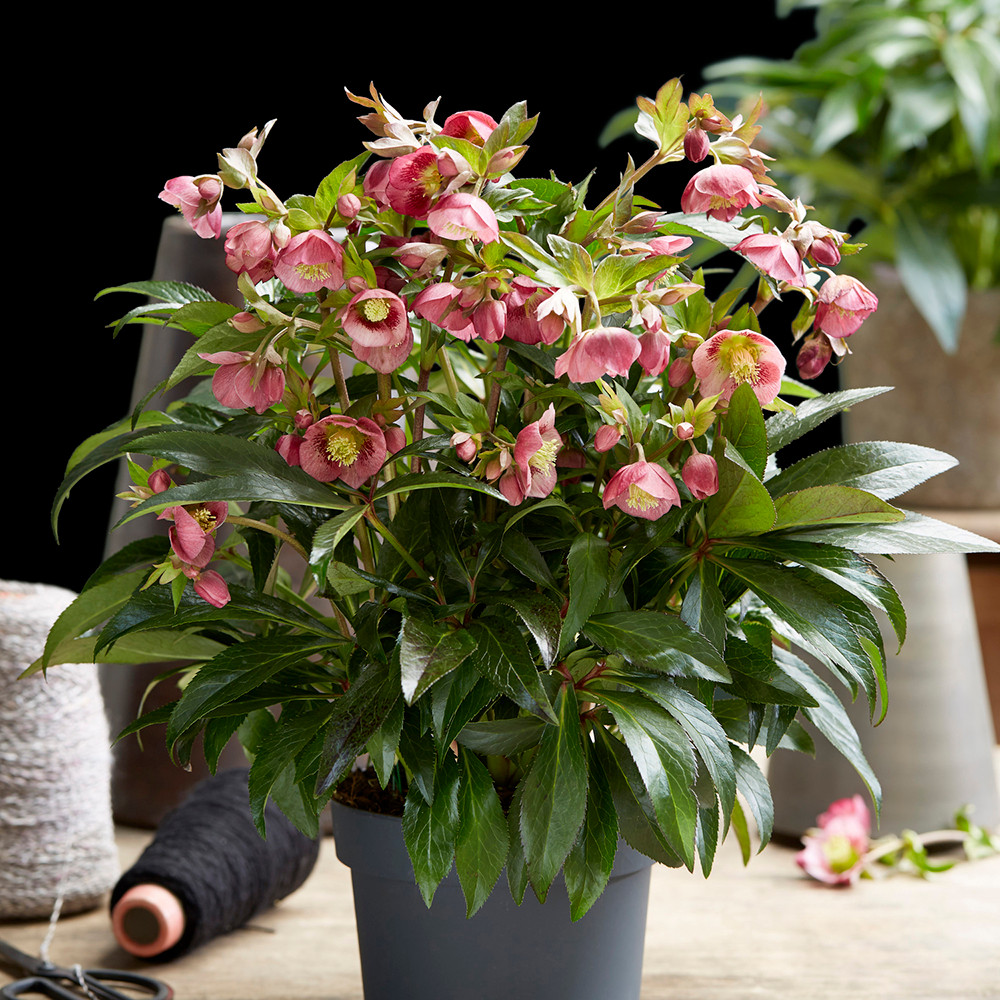 クリスマスプレゼントに❣️限定25個HelleboreBoxELLIOTHALL Buy Helleborus x 'Decaya' | Hellebore | Sarah Raven