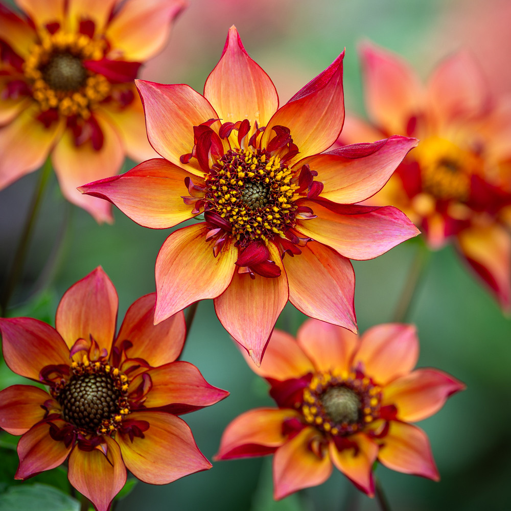 Buy Dahlia 'Tom's Choice' | Collarette Dahlias | Sarah Raven