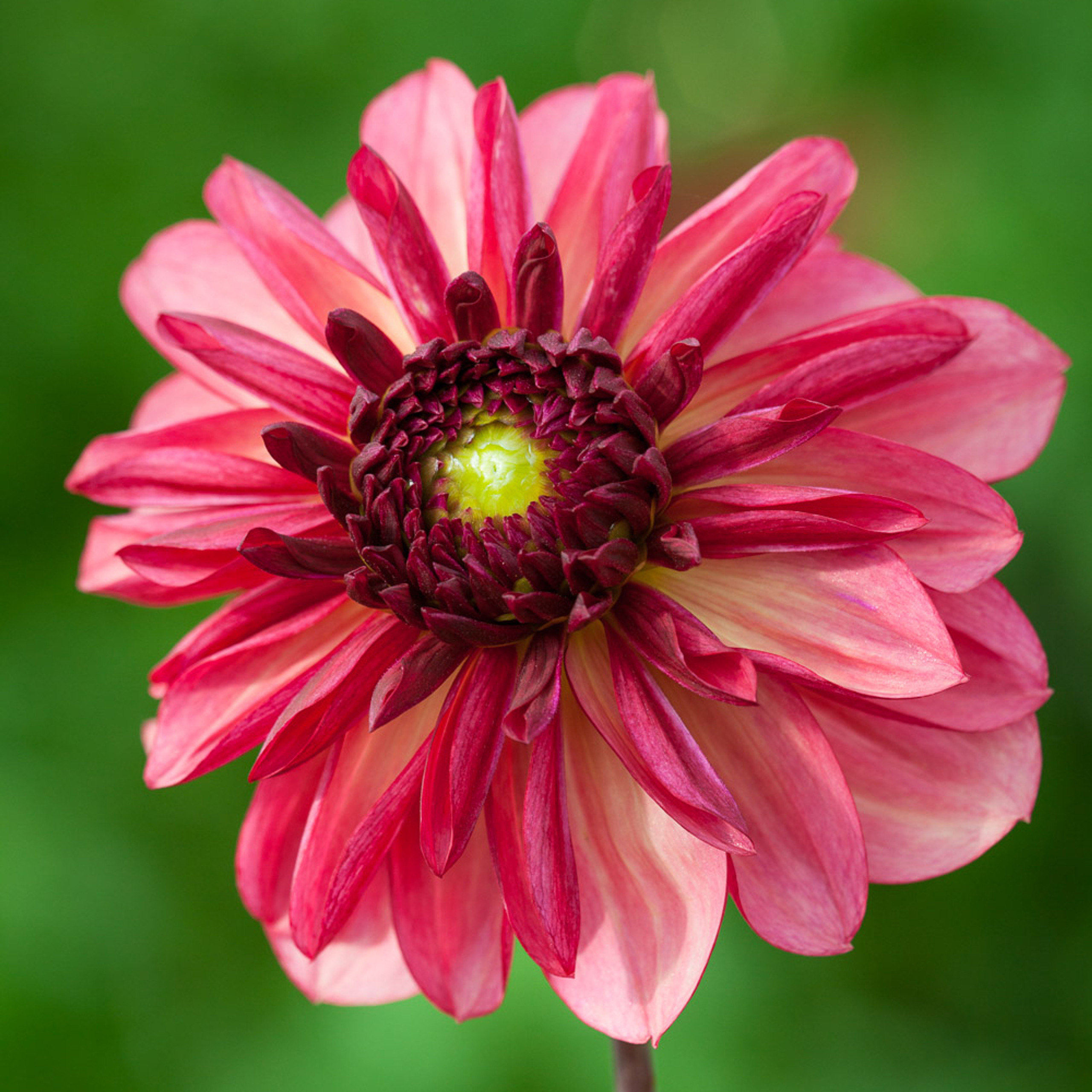 Buy Dahlia 'Bacardi' Tubers & Plants Sarah Raven