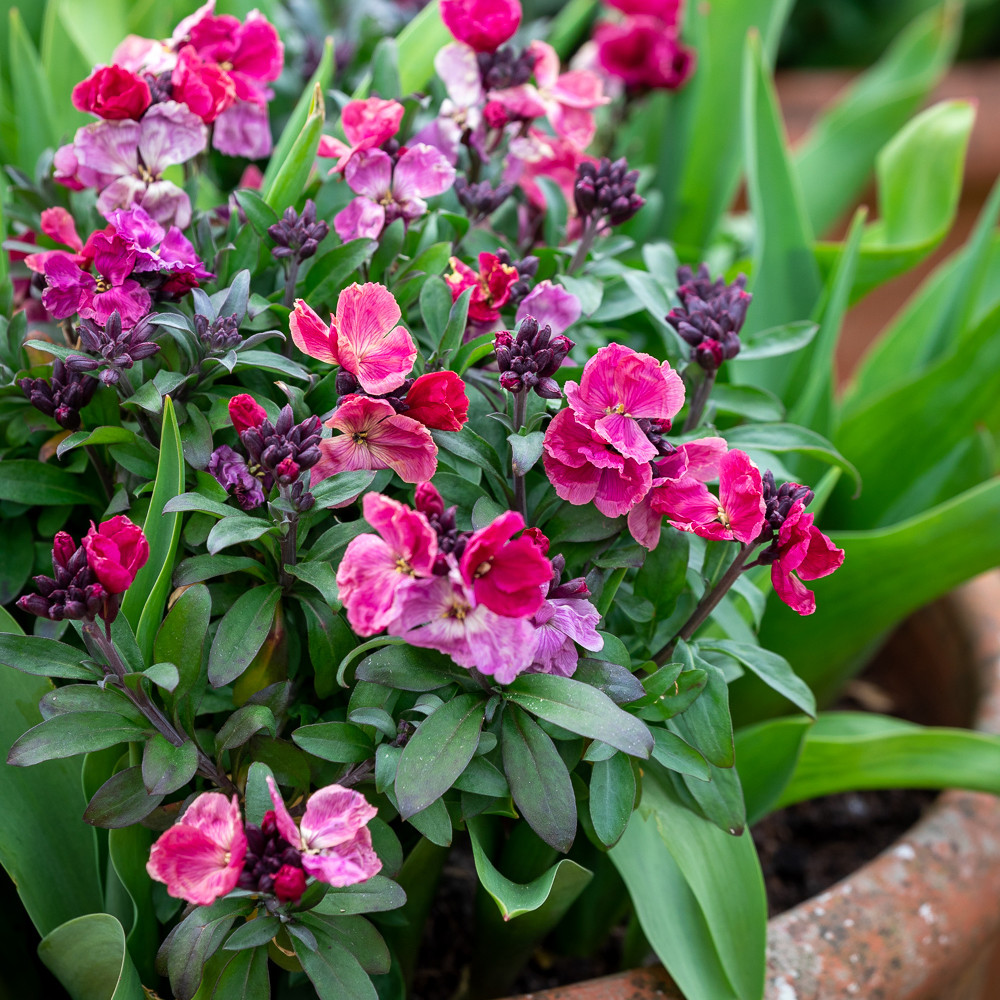 Buy Wallflower 'Sugar Rush Purple Bicolour' F1 Plants Sarah Raven