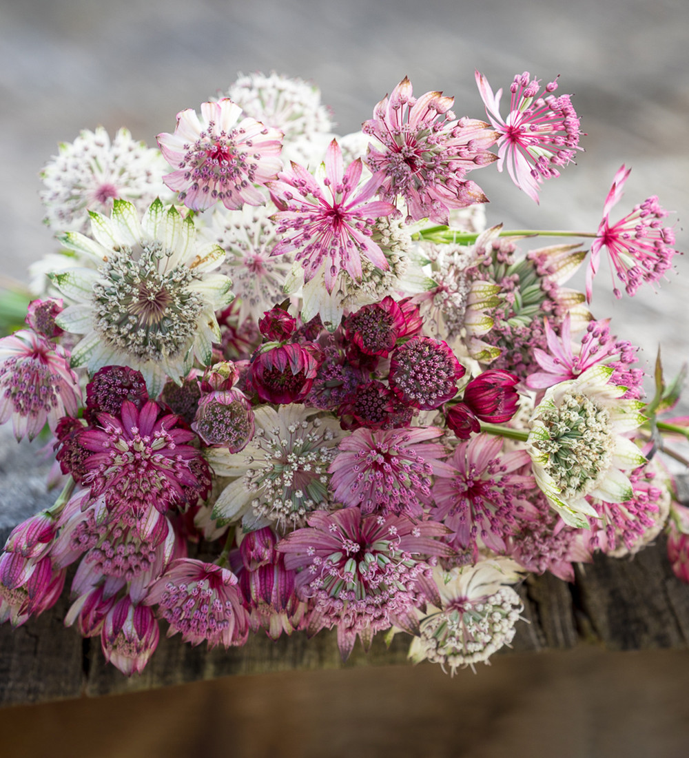 Astrantia Collection Masterwort Plants Sarah Raven