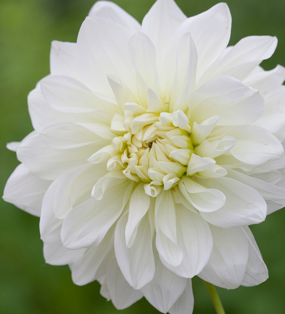 Dahlia �Snowstorm�