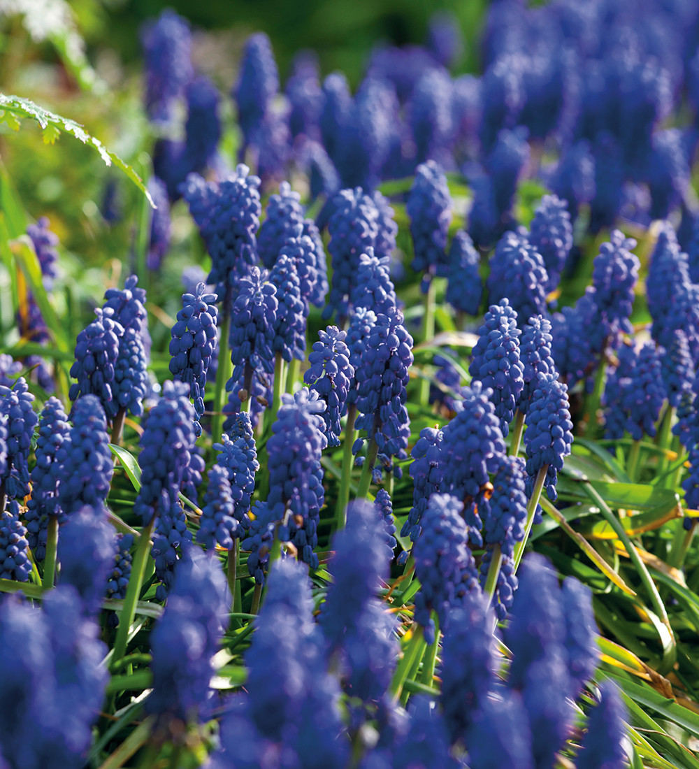 Buy Muscari Armeniacum Grape Hyacinth Bulbs Sarah Raven
