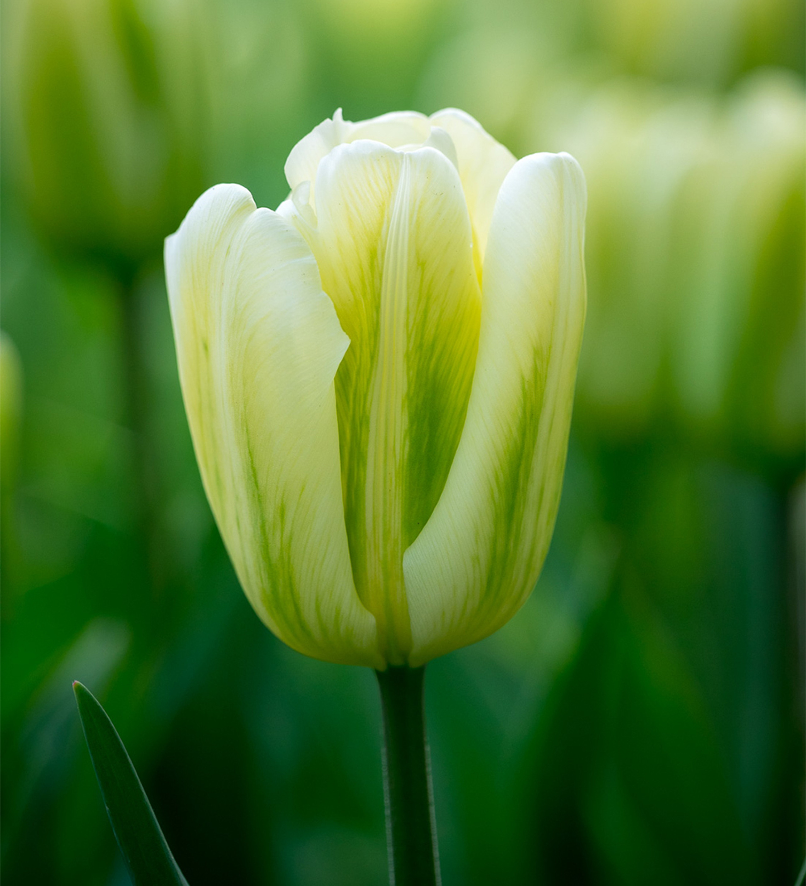 Apple Blossom Tulip Collection | Tulip Mixes | Sarah Raven