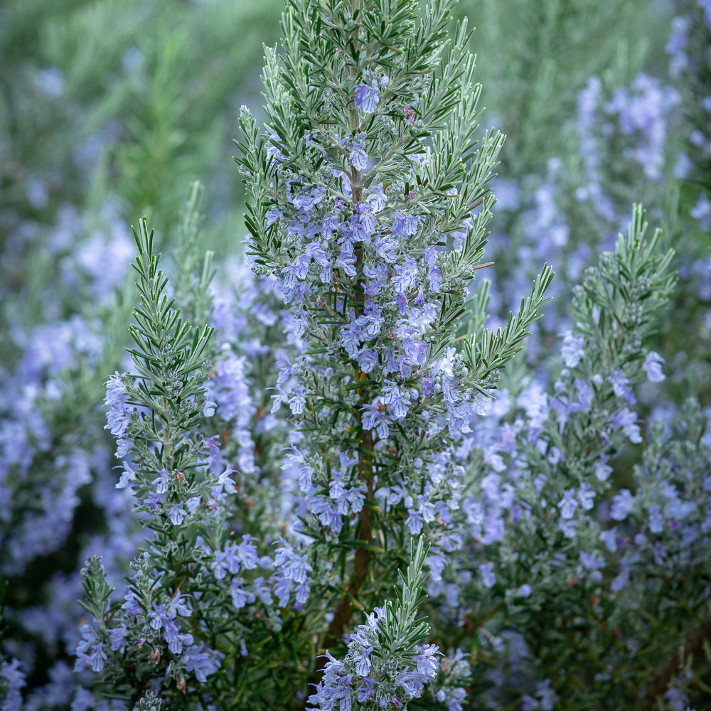 Rosemary 'Foxtail' Sarah Raven