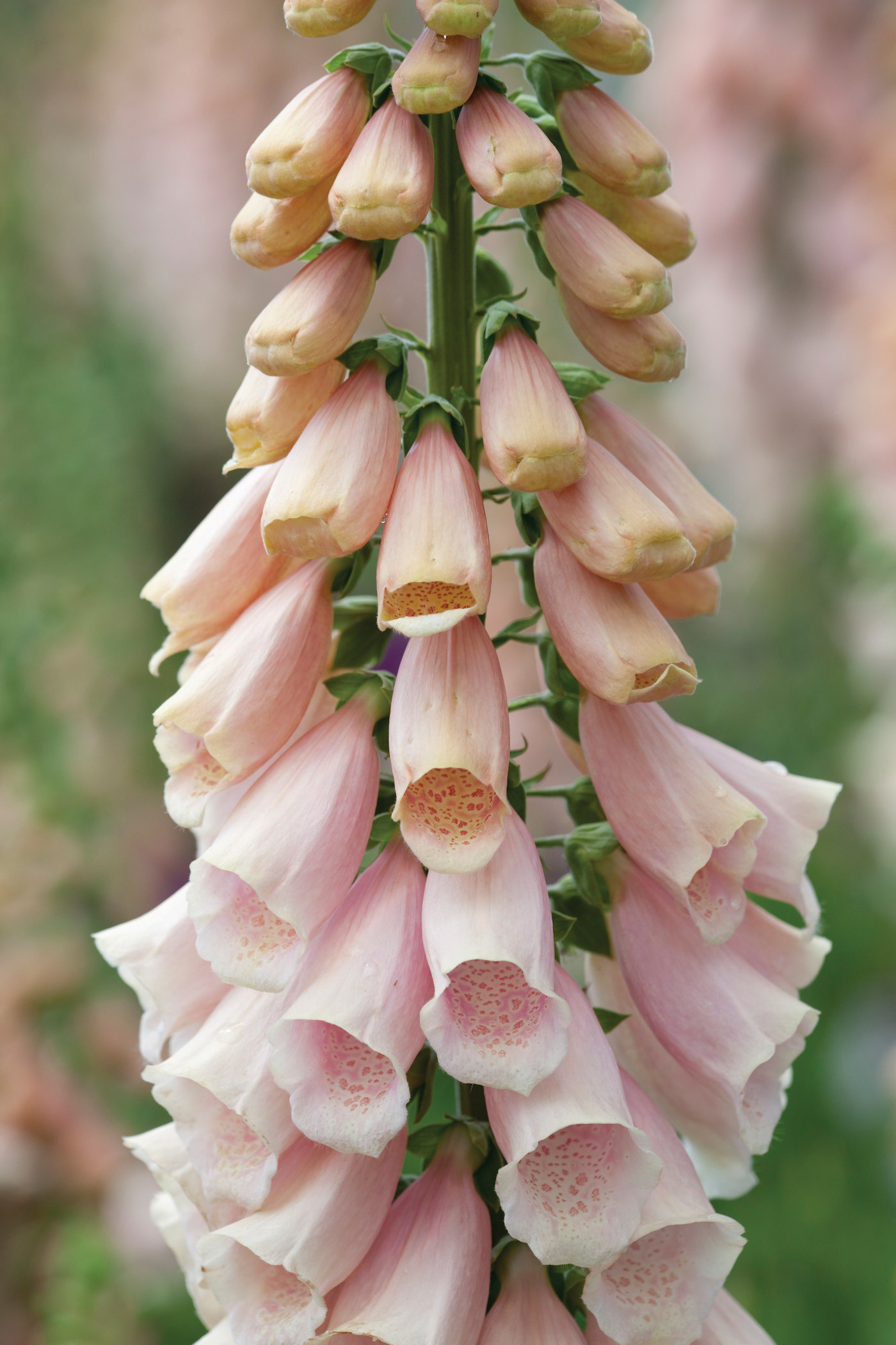 Buy Digitalis purpurea 'Sutton's Apricot' | Foxgloves